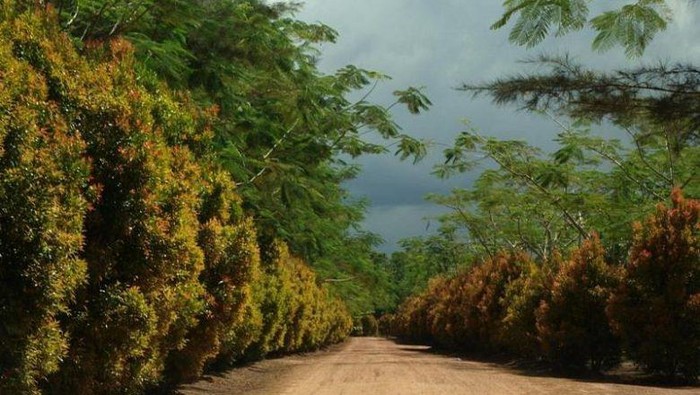 Pemandangan Bangka Botanical Garden di Kota Pangkalpinang.