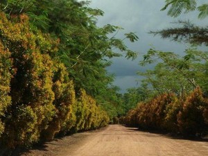 Bangka Botanical Garden: Lokasi, Daya Tarik, Fasilitas dan Harga Tiket Masuk