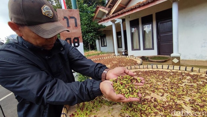 Petani cengkeh di Ciamis.