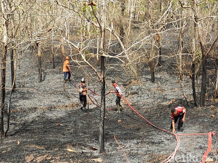 Petugas Damkar melakukan proses pendinginan di lokasi kebakaran  lahan jati di Giripeni, Wates, Kabupaten Kulon Progo, Rabu (7/8/2024) siang.