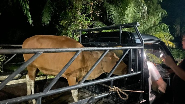 Pikap bermuatan sapi milik warga Merangin dicuri pria asal Riau.