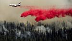 Potret Helikopter dan Pesawat Berjuang Padamkan Kebakaran Hutan di California