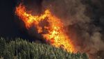 Potret Helikopter dan Pesawat Berjuang Padamkan Kebakaran Hutan di California