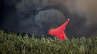 Petugas damkar berjuang untuk memadamkan kebakaran hutan yang terus meluas di California, Selasa (6/8/2024) waktu setempat.