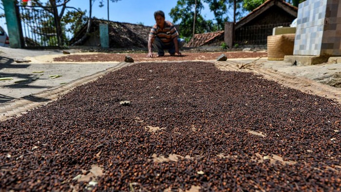 Produksi cengkih di Majalengka Petani menjemur cengkih hasil panen di Kampung Panggilingan, Kecamatan Lemahsugih, Kabupaten Majalengka, Jawa Barat, Rabu (7/8/2024). Data BPS pada tahun 2023 mencatat, Indonesia memproduksi sebanyak 325.000 ton cengkih atau menguasai 70 persen pasar global dan diperkirakan ukuran pasar cengkih akan mencapai Rp86 triliun pada 2024. ANTARA FOTO/Raisan Al Farisi/rwa.