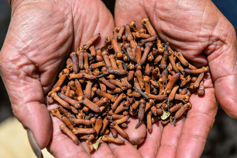 Petani menjemur cengkih hasil panen di Kampung Panggilingan, Kecamatan Lemahsugih, Kabupaten Majalengka, Jawa Barat, Rabu (7/8/2024). Data BPS pada tahun 2023 mencatat, Indonesia memproduksi sebanyak 325.000 ton cengkih atau menguasai 70 persen pasar global dan diperkirakan ukuran pasar cengkih akan mencapai Rp86 triliun pada 2024. ANTARA FOTO/Raisan Al Farisi/rwa.