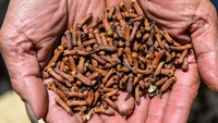 Data BPS pada tahun 2023 mencatat, Indonesia memproduksi sebanyak 325.000 ton cengkih atau menguasai 70 persen pasar global dan diperkirakan ukuran pasar cengkih akan mencapai Rp 86 triliun pada 2024.