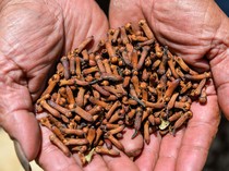 Seperti Ini Proses Panen hingga Jemur Cengkih di Majalengka