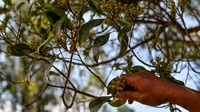 Petani memanen cengkih di Kampung Panggilingan, Kecamatan Lemahsugih, Kabupaten Majalengka, Jawa Barat, Rabu (7/8/2024).