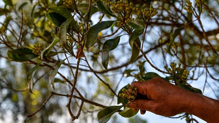 Produksi cengkih di Majalengka Petani menjemur cengkih hasil panen di Kampung Panggilingan, Kecamatan Lemahsugih, Kabupaten Majalengka, Jawa Barat, Rabu (7/8/2024). Data BPS pada tahun 2023 mencatat, Indonesia memproduksi sebanyak 325.000 ton cengkih atau menguasai 70 persen pasar global dan diperkirakan ukuran pasar cengkih akan mencapai Rp86 triliun pada 2024. ANTARA FOTO/Raisan Al Farisi/rwa.