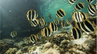 Hal ini dilakukan untuk melindungi berbagai spesies endemik unik Lord Howe, yang membantu pulau ini mendapatkan pengakuan sebagai situs Warisan Dunia UNESCO pada tahun 1982.