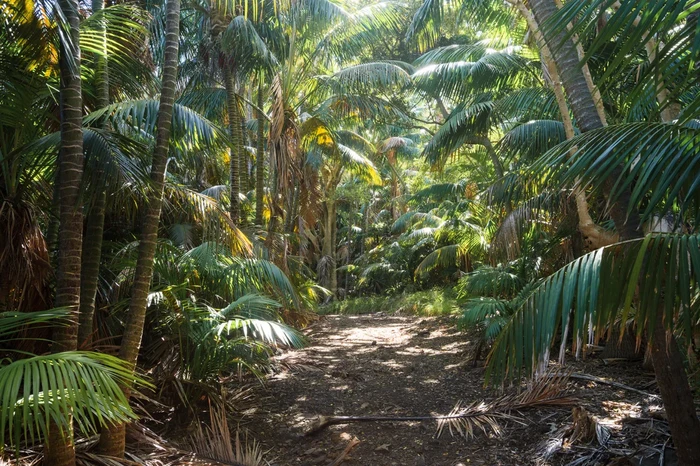 Pulau Lord Howe Australia