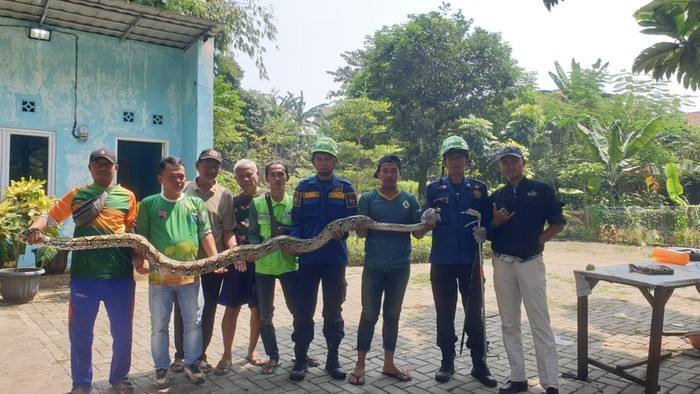 Ular sanca 4 meter yang dievakuasi Damkar Kota Bogor