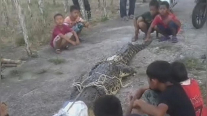 Warga tangkap buaya berukuran 3 meter.