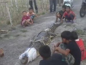Warga Sumsel Tangkap Buaya 3 Meter yang Masuk Tambak, Ini Penampakannya