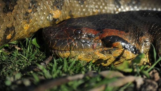 Panjang Anaconda Hijau Utara Pecahkan Rekor