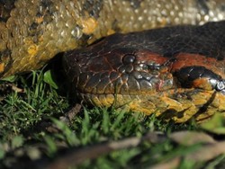 Panjang Spesies Baru Anaconda Hijau Pecahkan Rekor