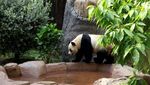 Panda China Kembali Tempati Kebun Binatang AS, Simbol Persahabatan Negara