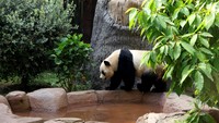 China memiliki panda dan biasanya menyewakannya selama 10 tahun dengan harga 1 juta dolar per tahun per pasang. Namun dengan meningkatnya ketegangan antara Beijing dan Barat, China tampaknya menarik kembali beruang-beruang itu saat masa sewa mereka berakhir.  