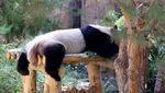 Panda China Kembali Tempati Kebun Binatang AS, Simbol Persahabatan Negara