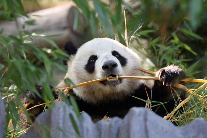 Panda bear Xin Bao eats in the Panda Ridge enclosure at San Diego Zoo in San Diego, California, U.S., August 7, 2024. REUTERS/Mario Anzuoni