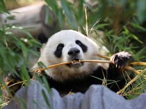 Kebun Binatang Luncurkan Kamera Panda, Bisa Lihat Panda di Manapun