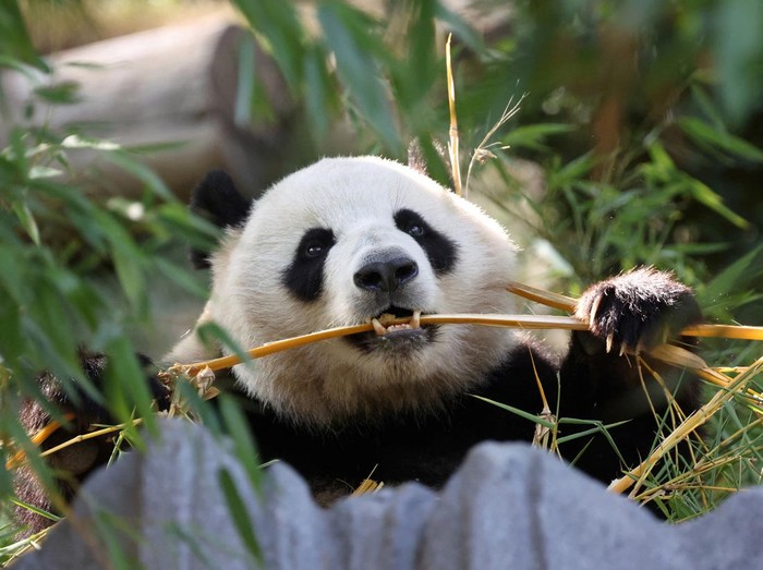 Panda bear Xin Bao eats in the Panda Ridge enclosure at San Diego Zoo in San Diego, California, U.S., August 7, 2024. REUTERS/Mario Anzuoni