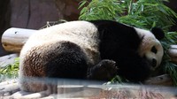 Kedatangan panda bukan sekadar suguhan bagi pengunjung, tetapi juga simbol hubungan AS-Tiongkok yang telah berlangsung selama puluhan tahun.  