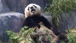 Panda China Kembali Tempati Kebun Binatang AS, Simbol Persahabatan Negara