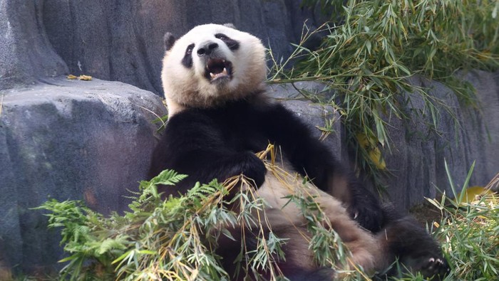 China Kembali Kirim Panda Raksasa ke AS, Simbol Persahabatan Negara Panda bear Xin Bao eats in the Panda Ridge enclosure at San Diego Zoo in San Diego, California, U.S., August 7, 2024. REUTERS/Mario Anzuoni