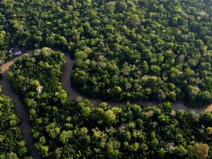 Video: Penampakan Temuan Spesies Baru di Hutan Amazon