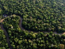 Video: Penampakan Temuan Spesies Baru di Hutan Amazon
