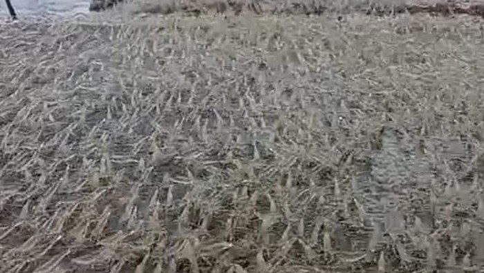 Gerombolan udang naik ke tanggul muara Sungai Taludaa, Bone Bolango. Dokumen Istimewa
