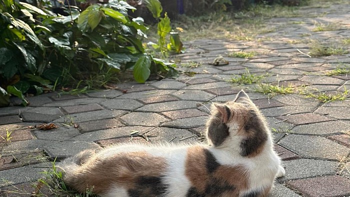 Ilustrasi kucing di luar rumah