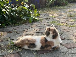 Polisi Tangkap Pria Sumsel yang Viral Jagal Kucing dan Jual Dagingnya ke Warga