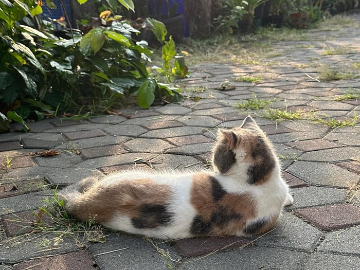 Ilustrasi kucing di luar rumah