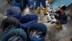 Intip Bongkar Muat Ikan di Pelabuhan Samudera Nizam Zachman Jakut