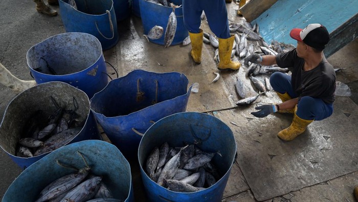 Intip Bongkar Muat Ikan di Pelabuhan Samudera Nizam Zachman Jakut Pekerja melakukan bongkar muat ikan di Pelabuhan Perikanan Samudera Nizam Zachman, Jakarta Utara, Kamis (8/8/2024). Kementerian Kelautan dan Perikanan mencatat pada semester I 2024 telah melakukan ekspor produk perikanan ke 118 negara atau meningkat dibanding periode yang sama di tahun 2023 yakni 102 negara. ANTARA FOTO/Fauzan/nym.