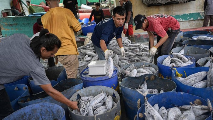 Pekerja melakukan bongkar muat ikan di Pelabuhan Perikanan Samudera Nizam Zachman, Jakarta Utara, Kamis (8/8/2024). Kementerian Kelautan dan Perikanan mencatat pada semester I 2024 telah melakukan ekspor produk perikanan ke 118 negara atau meningkat dibanding periode yang sama di tahun 2023 yakni 102 negara. ANTARA FOTO/Fauzan/nym.