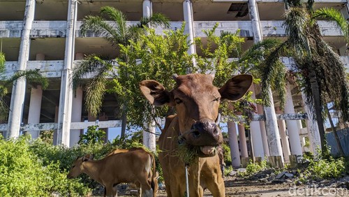 Kondisi gedung Shelter Tsunami di Dusun Karang Pangsor, Desa Pemenang Barat, Kecamatan Pemenang, Kabupaten Lombok Utara, Nusa Tenggara Barat mangkrak, Kamis (8/8/2024). (Ahmad Viqi/detikBali).