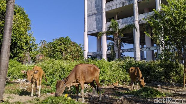 Kondisi gedung Shelter Tsunami di Dusun Karang Pangsor, Desa Pemenang Barat, Kecamatan Pemenang, Kabupaten Lombok Utara, Nusa Tenggara Barat mangkrak, Kamis (8/8/2024). (Ahmad Viqi/detikBali).