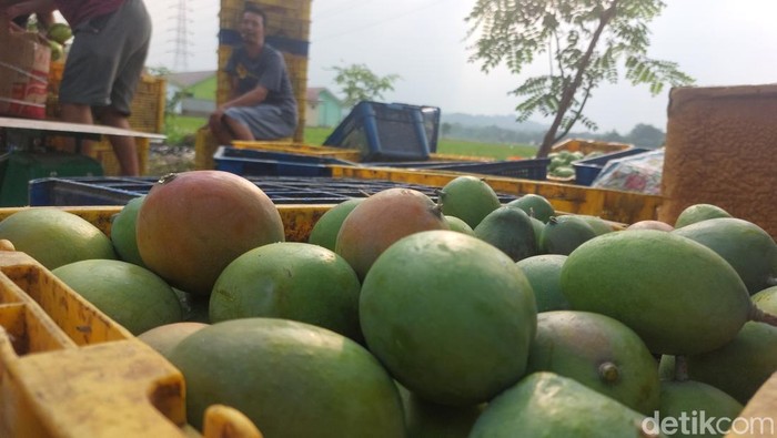 Mangga gedong gincu asal Kabupaten Cirebon