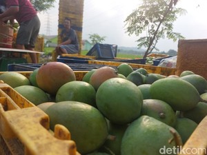 Produksi Mangga Gedong Gincu Cirebon Anjlok gegara Kemarau