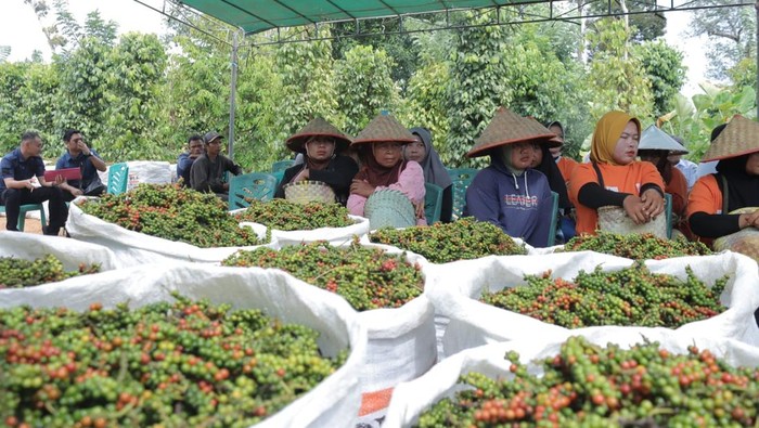 Panen raya lada di Kabupaten Bangka Selatan