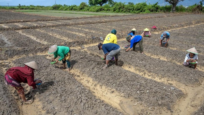 Pengedalian inflasi dengan Gerakan Tanam Bawang Merah di Palu Sejumlah anggota kelompok tani menanam bibit bawang merah di kawasan pertanian Kelurahan Kawatuna, Palu, Sulawesi Tengah, Kamis (8/8/2024). Pemkot Palu meluncurkan Gerakan Tanam Bawang Merah di sejumlah wilayah di daerah untuk mengendalikan inflasi yang kontributor terbesarnya adalah komoditi bawang merah dan menyiapkan bibit untuk merangsang petani agar mau menanam komoditas tersebut. ANTARA FOTO/Basri Marzuki/foc.