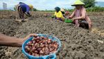 Pemkot Palu Luncurkan Gerakan Tanam Bawang untuk Pengendalian Inflasi