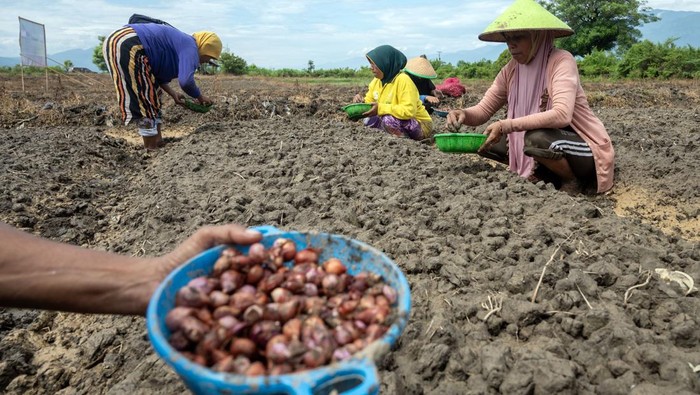 Pengedalian inflasi dengan Gerakan Tanam Bawang Merah di Palu Sejumlah anggota kelompok tani menanam bibit bawang merah di kawasan pertanian Kelurahan Kawatuna, Palu, Sulawesi Tengah, Kamis (8/8/2024). Pemkot Palu meluncurkan Gerakan Tanam Bawang Merah di sejumlah wilayah di daerah untuk mengendalikan inflasi yang kontributor terbesarnya adalah komoditi bawang merah dan menyiapkan bibit untuk merangsang petani agar mau menanam komoditas tersebut. ANTARA FOTO/Basri Marzuki/foc.