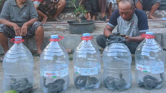 Sarang ular kobra di depan rumah warga Dusun Bibis, Desa Tlingsing, Kecamatan Cawas, Klaten. Lima ekor ular kobra Jawa dievakuasi RCTD Klaten.