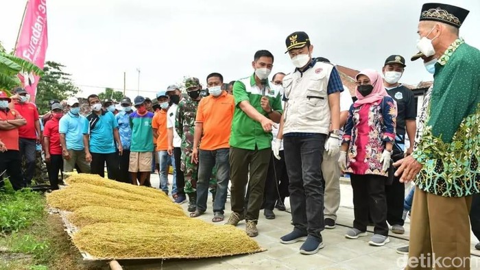 tembakau di lamongan