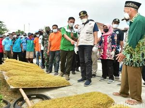 Luas Tanam Tembakau Tahun 2024 di Lamongan Meningkat